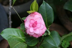 Camellia japonica